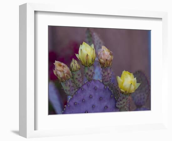 Usa, Arizona, Tucson. Yellow and pink flowers on purple Prickly Pear Cactus.-Merrill Images-Framed Photographic Print