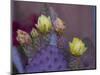 Usa, Arizona, Tucson. Yellow and pink flowers on purple Prickly Pear Cactus.-Merrill Images-Mounted Photographic Print