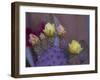 Usa, Arizona, Tucson. Yellow and pink flowers on purple Prickly Pear Cactus.-Merrill Images-Framed Photographic Print