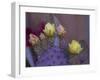 Usa, Arizona, Tucson. Yellow and pink flowers on purple Prickly Pear Cactus.-Merrill Images-Framed Photographic Print