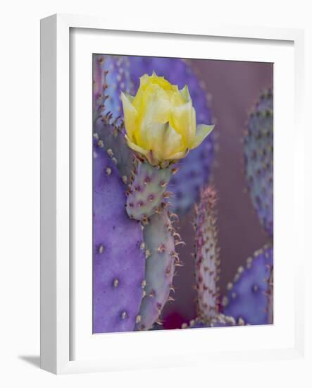 Usa, Arizona, Tucson. Yellow flower on purple Prickly Pear Cactus.-Merrill Images-Framed Photographic Print