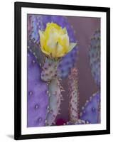 Usa, Arizona, Tucson. Yellow flower on purple Prickly Pear Cactus.-Merrill Images-Framed Photographic Print