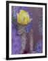 Usa, Arizona, Tucson. Yellow flower on purple Prickly Pear Cactus.-Merrill Images-Framed Photographic Print