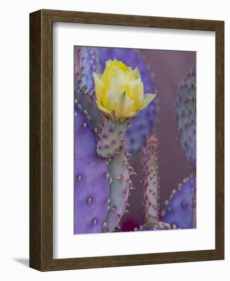 Usa, Arizona, Tucson. Yellow flower on purple Prickly Pear Cactus.-Merrill Images-Framed Premium Photographic Print