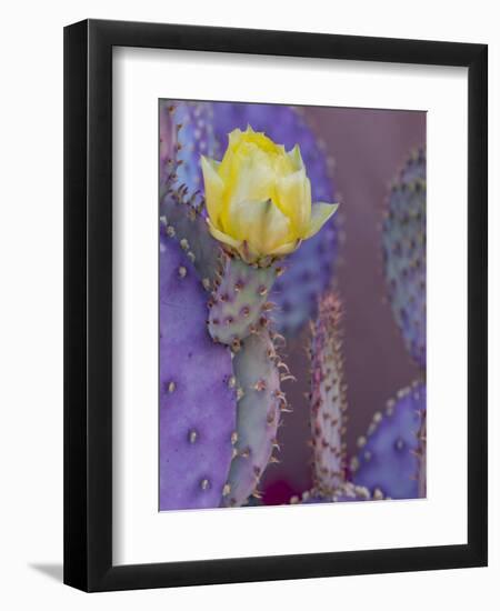 Usa, Arizona, Tucson. Yellow flower on purple Prickly Pear Cactus.-Merrill Images-Framed Premium Photographic Print