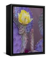 Usa, Arizona, Tucson. Yellow flower on purple Prickly Pear Cactus.-Merrill Images-Framed Stretched Canvas