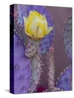 Usa, Arizona, Tucson. Yellow flower on purple Prickly Pear Cactus.-Merrill Images-Stretched Canvas