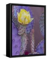 Usa, Arizona, Tucson. Yellow flower on purple Prickly Pear Cactus.-Merrill Images-Framed Stretched Canvas