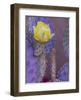 Usa, Arizona, Tucson. Yellow flower on purple Prickly Pear Cactus.-Merrill Images-Framed Photographic Print