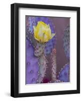 Usa, Arizona, Tucson. Yellow flower on purple Prickly Pear Cactus.-Merrill Images-Framed Photographic Print
