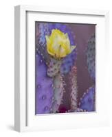 Usa, Arizona, Tucson. Yellow flower on purple Prickly Pear Cactus.-Merrill Images-Framed Photographic Print