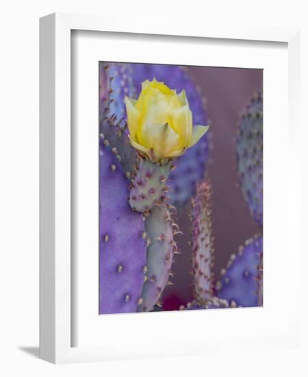 Usa, Arizona, Tucson. Yellow flower on purple Prickly Pear Cactus.-Merrill Images-Framed Photographic Print