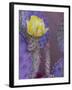 Usa, Arizona, Tucson. Yellow flower on purple Prickly Pear Cactus.-Merrill Images-Framed Photographic Print