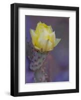 Usa, Arizona, Tucson. Yellow flower on purple Prickly Pear Cactus.-Merrill Images-Framed Photographic Print