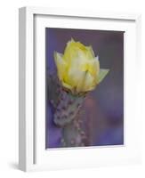 Usa, Arizona, Tucson. Yellow flower on purple Prickly Pear Cactus.-Merrill Images-Framed Photographic Print