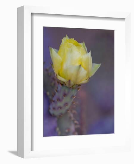 Usa, Arizona, Tucson. Yellow flower on purple Prickly Pear Cactus.-Merrill Images-Framed Photographic Print