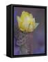 Usa, Arizona, Tucson. Yellow flower on purple Prickly Pear Cactus.-Merrill Images-Framed Stretched Canvas