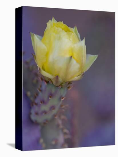 Usa, Arizona, Tucson. Yellow flower on purple Prickly Pear Cactus.-Merrill Images-Stretched Canvas