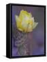 Usa, Arizona, Tucson. Yellow flower on purple Prickly Pear Cactus.-Merrill Images-Framed Stretched Canvas