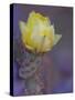 Usa, Arizona, Tucson. Yellow flower on purple Prickly Pear Cactus.-Merrill Images-Stretched Canvas
