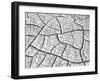 USA, Arizona, Wahweap Mud Cracks, Arizona, USA-John Ford-Framed Photographic Print