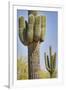 USA, Arizona, White Tank Mountain Park, Phoenix. Close-up of a Saguaro cactus.-Deborah Winchester-Framed Photographic Print