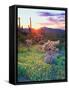 USA, Arizona, Wildflowers and Cacti in Organ Pipe Cactus-Jaynes Gallery-Framed Stretched Canvas