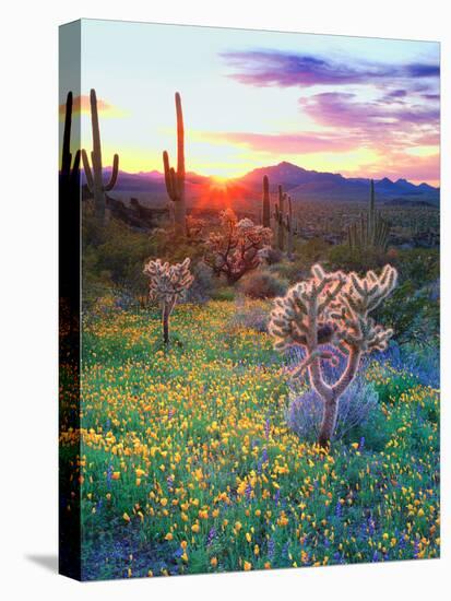 USA, Arizona, Wildflowers and Cacti in Organ Pipe Cactus-Jaynes Gallery-Stretched Canvas