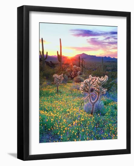 USA, Arizona, Wildflowers and Cacti in Organ Pipe Cactus-Jaynes Gallery-Framed Photographic Print