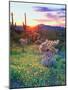 USA, Arizona, Wildflowers and Cacti in Organ Pipe Cactus-Jaynes Gallery-Mounted Photographic Print