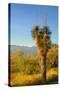 USA, Arizona. Yucca in Saguaro National Park outside of Tucson.-Anna Miller-Stretched Canvas