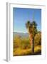 USA, Arizona. Yucca in Saguaro National Park outside of Tucson.-Anna Miller-Framed Photographic Print