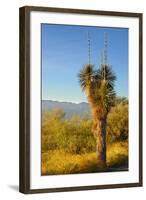 USA, Arizona. Yucca in Saguaro National Park outside of Tucson.-Anna Miller-Framed Photographic Print