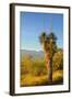 USA, Arizona. Yucca in Saguaro National Park outside of Tucson.-Anna Miller-Framed Photographic Print