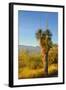 USA, Arizona. Yucca in Saguaro National Park outside of Tucson.-Anna Miller-Framed Photographic Print