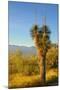 USA, Arizona. Yucca in Saguaro National Park outside of Tucson.-Anna Miller-Mounted Photographic Print