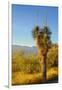 USA, Arizona. Yucca in Saguaro National Park outside of Tucson.-Anna Miller-Framed Photographic Print