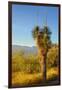 USA, Arizona. Yucca in Saguaro National Park outside of Tucson.-Anna Miller-Framed Photographic Print