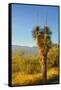 USA, Arizona. Yucca in Saguaro National Park outside of Tucson.-Anna Miller-Framed Stretched Canvas