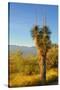 USA, Arizona. Yucca in Saguaro National Park outside of Tucson.-Anna Miller-Stretched Canvas