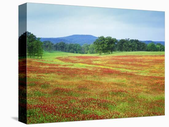 USA, Arkansas. Blooming Scarlet Clover in Boston Mountains-Dennis Flaherty-Stretched Canvas