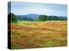 USA, Arkansas. Blooming Scarlet Clover in Boston Mountains-Dennis Flaherty-Stretched Canvas