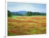 USA, Arkansas. Blooming Scarlet Clover in Boston Mountains-Dennis Flaherty-Framed Photographic Print