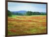 USA, Arkansas. Blooming Scarlet Clover in Boston Mountains-Dennis Flaherty-Framed Photographic Print