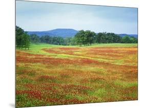 USA, Arkansas. Blooming Scarlet Clover in Boston Mountains-Dennis Flaherty-Mounted Photographic Print