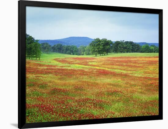 USA, Arkansas. Blooming Scarlet Clover in Boston Mountains-Dennis Flaherty-Framed Photographic Print