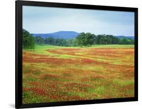 USA, Arkansas. Blooming Scarlet Clover in Boston Mountains-Dennis Flaherty-Framed Photographic Print