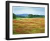 USA, Arkansas. Blooming Scarlet Clover in Boston Mountains-Dennis Flaherty-Framed Premium Photographic Print