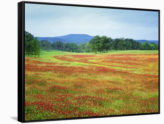 USA, Arkansas. Blooming Scarlet Clover in Boston Mountains-Dennis Flaherty-Framed Stretched Canvas