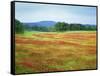 USA, Arkansas. Blooming Scarlet Clover in Boston Mountains-Dennis Flaherty-Framed Stretched Canvas